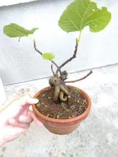 イチジク 盆栽 半懸崖 実有り 無花果 樹高37㎝ - メルカリ