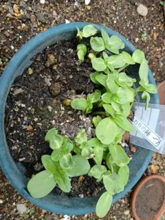 花の種 ミニひまわり 約30粒〜50粒