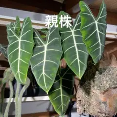アロカシア プラチナム② - メルカリ