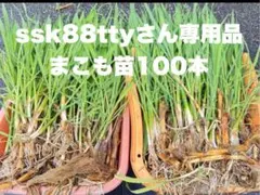 ssk88ttyさま専用品 マコモタケのできる苗１００本 2026年最新】マコモ苗の人気アイテム - メルカリ