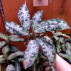 アグラオネマ ピクタム 柳緑花紅 Yahoo!オークション - アグラオネマ ピクタム 柳緑花紅 りゅうりょくか