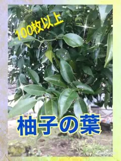 専用商品 柚子の葉 150枚 無農薬 アゲハ餌 - メルカリ