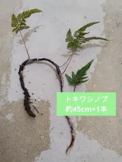 はいちゅう893様 リクエスト 2点 まとめ商品