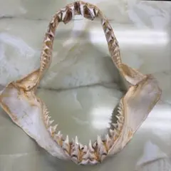 2026年最新】剥製 サメの人気アイテム - メルカリ