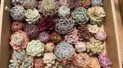 Q0021　35株の大苗セット　カット苗　多肉　エケベリア　韓国苗　詰め合わせ