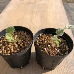 特大発根済み早い者勝ち！ ベアルート株　ペラルゴニウム ミラビレ ペラルゴニウム ミラビレ 中株【発根済み】HK2402636 | RAFLUM