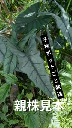 goul4711様 リクエスト 3点 まとめ商品