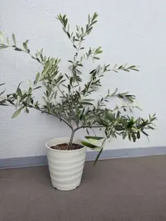 オリーブの木 エルグレコ ホワイトテラコッタ鉢植え 苗 苗木 シンボル