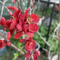 アリンコ様 リクエスト 2点 まとめ商品