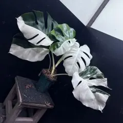 2025年最新】斑入りモンステラ ホワイトタイガーの人気アイテム