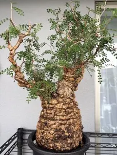 m*u様 オペルクリカリアパキプス 現地球 鉢付き（丸型） m*u様 オペルクリカリアパキプス 現地球 鉢付き（丸型） オペル