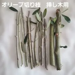 オリーブ 切り枝 太木挿し 挿し木 挿し穂 無農薬 - メルカリ