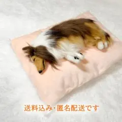 布団の上ですやすや眠る♡　シェットランド・シープドッグ（シェルティ）