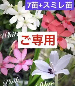 ♥️きーちゃん様ご専用 花苗　ヒメヒオウギ7苗 ＆ スミレ苗+種子２品種