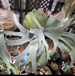 2026年最新】バンナA ビカクシダの人気アイテム - メルカリ