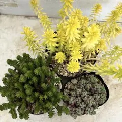 セダム3種　抜き苗　セット　多肉植物　寄せ植え