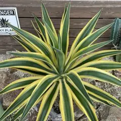 極美 デスメティアーナ 総柄縞斑 アガベ 極美 デスメティアーナ 総柄縞斑 アガベ 2025年最新】デスメティ