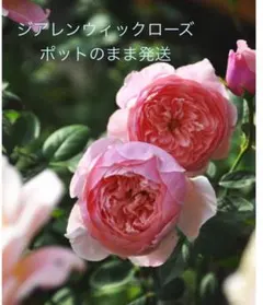 ジアレンウィックローズ　5センチポット苗　ポットのまま発送