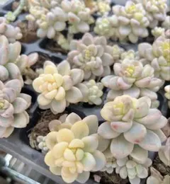 多肉植物　限定セール！　ラウル錦