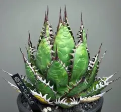 H36アガベ チタノタ 観葉植物アガベ　チタノタ　ホリダー