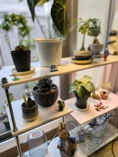 2026年最新】植物棚の人気アイテム - メルカリ