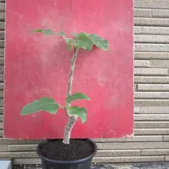 ウンカリーナ　塊根植物　発根済み　抜き苗発送のサムネイル