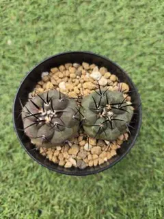 2025年最新】コピアポアの人気アイテム - メルカリ