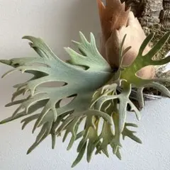 2025年最新】p.willinckii jade girlの人気アイテム - メルカリ