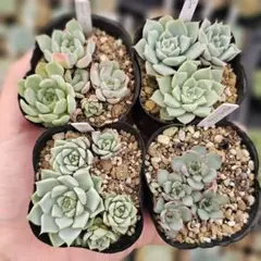 2025年最新】コロラータ ざわわの人気アイテム - メルカリ