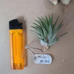 Tillandsia イオナンタ Mexico No.3928 - メルカリ