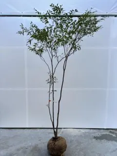 2026年最新】＝天然山採りの人気アイテム - メルカリ