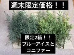 【週末限定価格】大特価！！ブルーアイスコニファー　スワッグ　リース