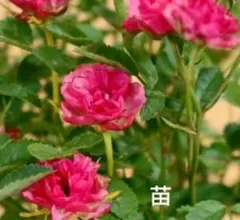 2025年最新】ミニバラ いちご姫の人気アイテム - メルカリ