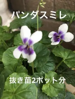 2025年最新】ツマグロヒョウモンの人気アイテム - メルカリ