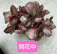 アカシア Acacia ソウシジュ 相思樹 根皮100% 30g 粉末 - メルカリ