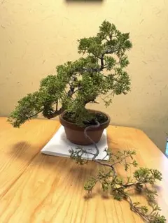 2026年最新】真柏の人気アイテム - メルカリ