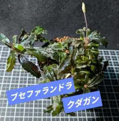 ブセファランドラ sp. クダガン(水上葉)のサムネイル