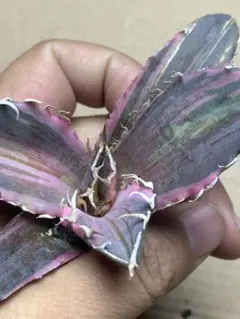 2026年最新】白鯨 縞斑の人気アイテム - メルカリ