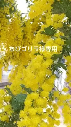 ちびゴリラ様専用 ミモザアカシアドライフラワー花穂700本＋枝付き30本程度