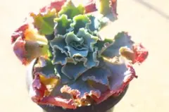 フィレンツェ錦 Echeveria 'Firenze' Mutant - メルカリ