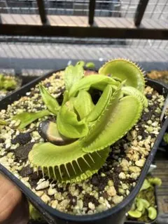 食虫植物 ハエトリソウ Jaws Smiley - メルカリ