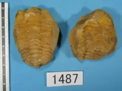 2026年最新】ノジュール 化石の人気アイテム - メルカリ