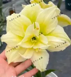 アマリリス球根 ダブルグリーン 超稀有 2336 - メルカリ