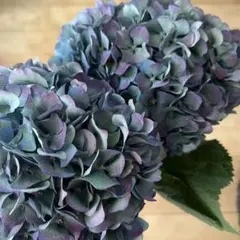 2025年最新】アジサイ 苗 輸入の人気アイテム - メルカリ