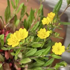 【Robin様商談中】山野草　姫月見草　鉢ごと発送