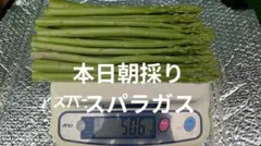朝採りアスパラ500㌘+α（S〜М混合）のサムネイル