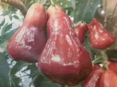 2025年最新】蓮霧の人気アイテム - メルカリ