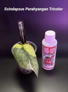 スキンダプサス パラヒヤンガントリカラー B8 - メルカリ