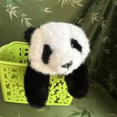 パンダ　可愛い　一匹