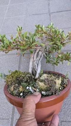 2026年最新】盆栽 皐月の人気アイテム - メルカリ